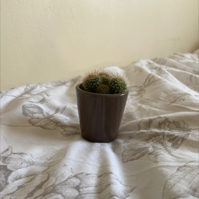 Small potted Scarlet Ball Cactus on a fabric surface.