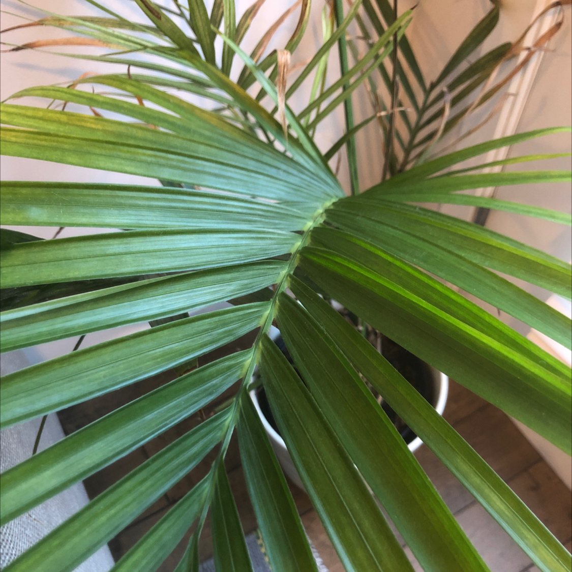 Canary Island Date Palm with healthy green fronds and some browning tips.