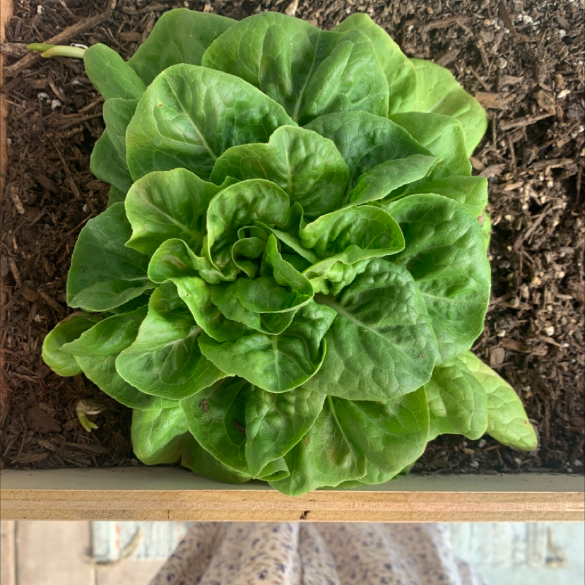 Overhead view of a healthy, ruffled head of green bibb or butterhead lettuce growing in dark, moist soil.