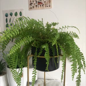 Boston Fern plant photo by @emzo named sae byeok on Greg, the plant care app.