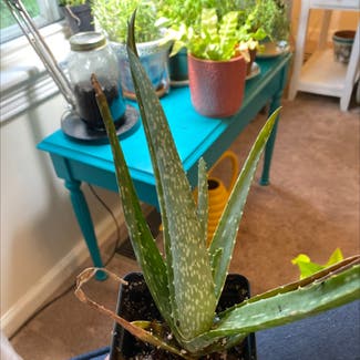 Aloe Vera plant in Belchertown, Massachusetts