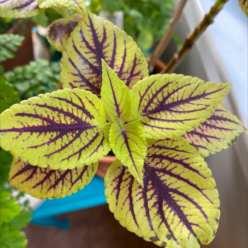 Photo of the plant species Coleus by Michelle named DieHard on Greg, the plant care app