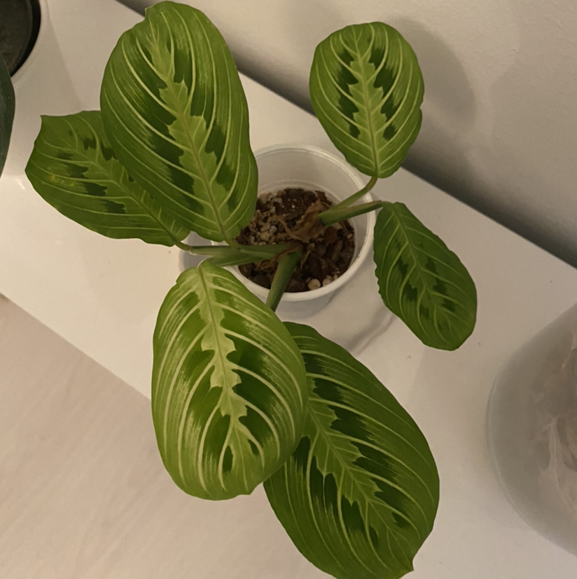 Lemon Lime Prayer Plant with vibrant green leaves and lime-colored veins in a white pot.