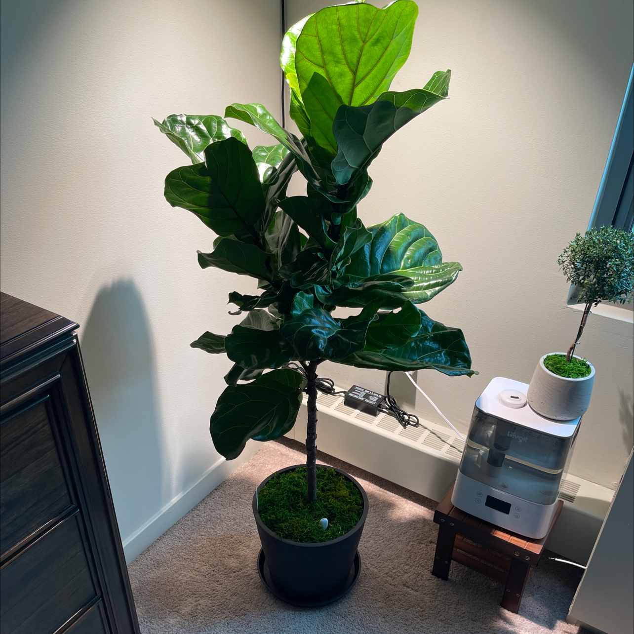Fiddle Leaf Fig plant photo by @thiago named Fiddle Fig on Greg, the plant care app.