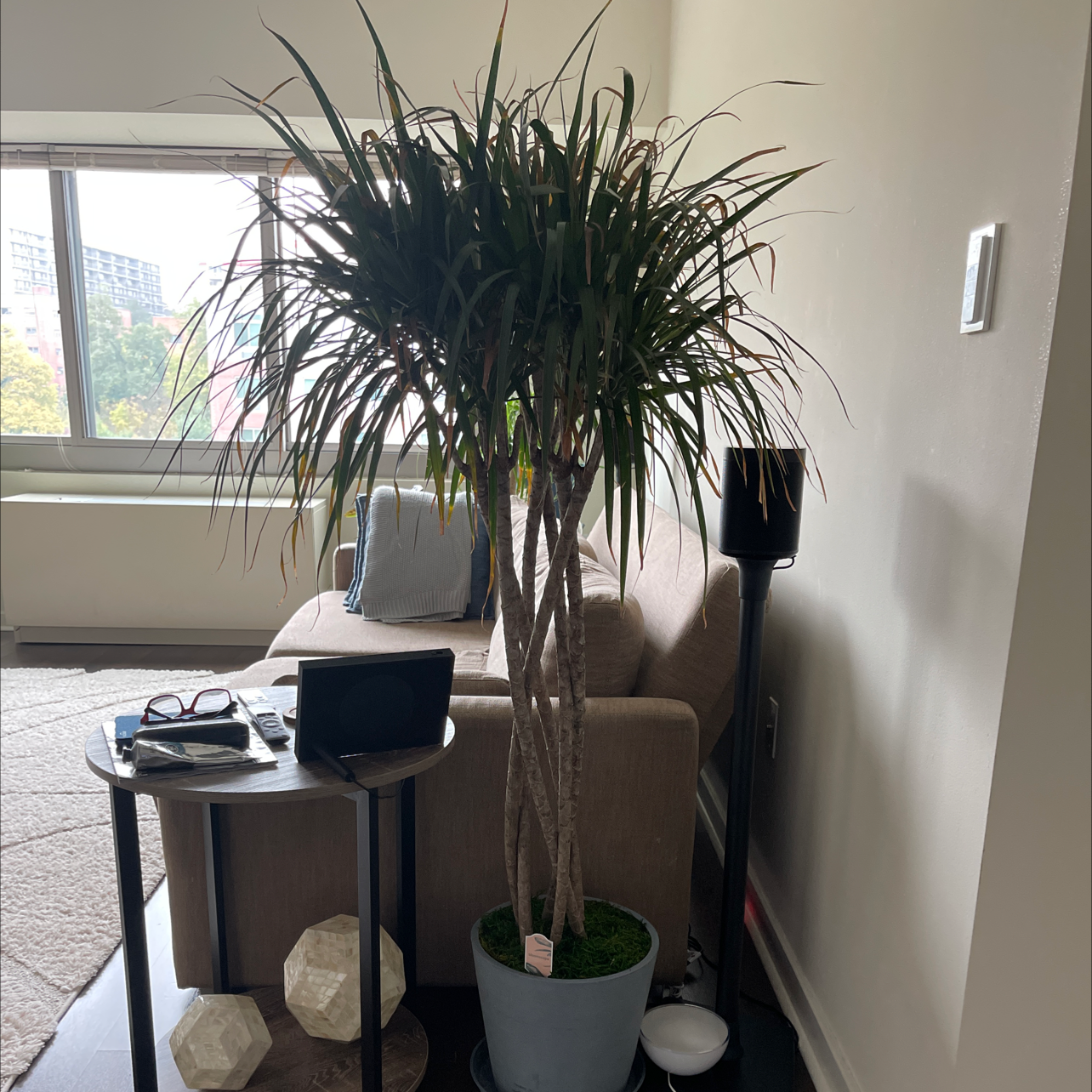 Red-Edged Dracaena plant photo by @thiago named Dracaena on Greg, the plant care app.