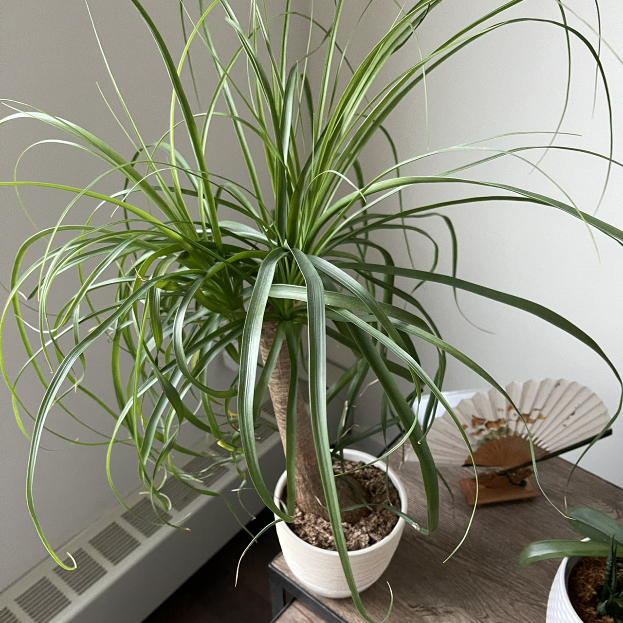 Ponytail Palm plant photo by @thiago named Ponytail on Greg, the plant care app.