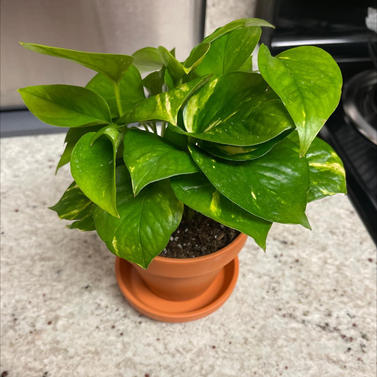 Healthy Hawaiian Pothos plant in a terracotta pot with vibrant green variegated leaves.