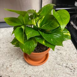Hawaiian Pothos plant