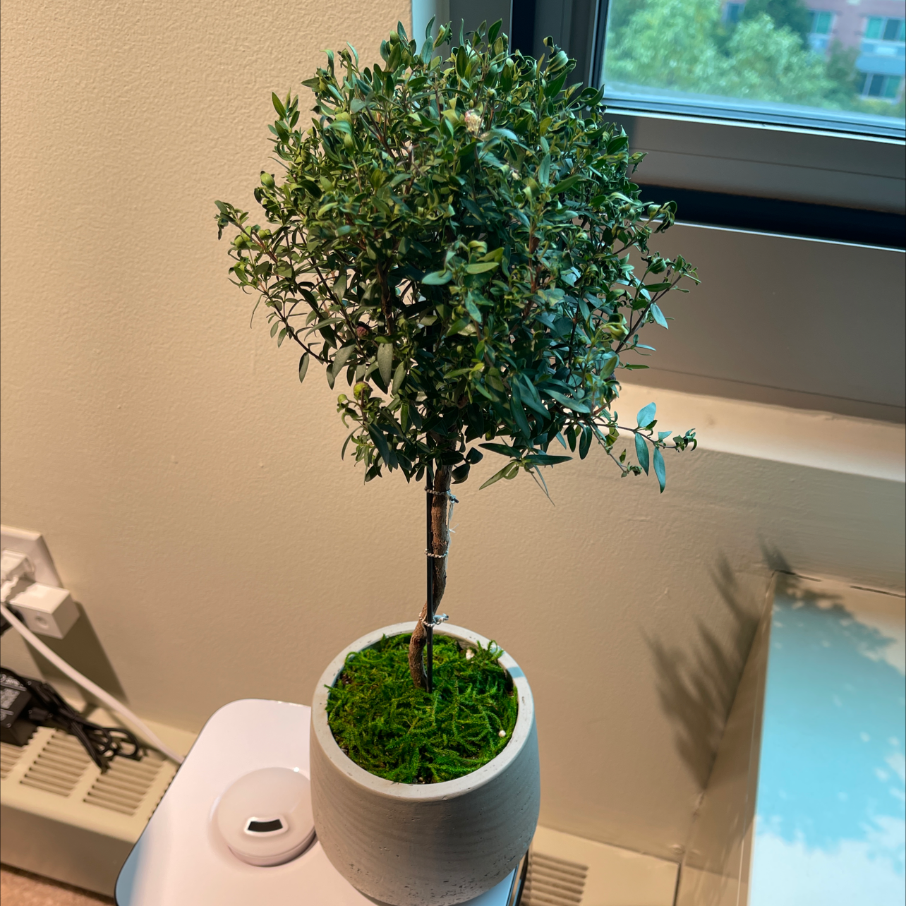 Common Myrtle plant photo by @thiago named Myrtle on Greg, the plant care app.