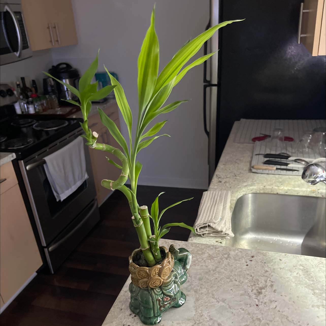 Lucky Bamboo plant photo by @thiago named Lucky on Greg, the plant care app.