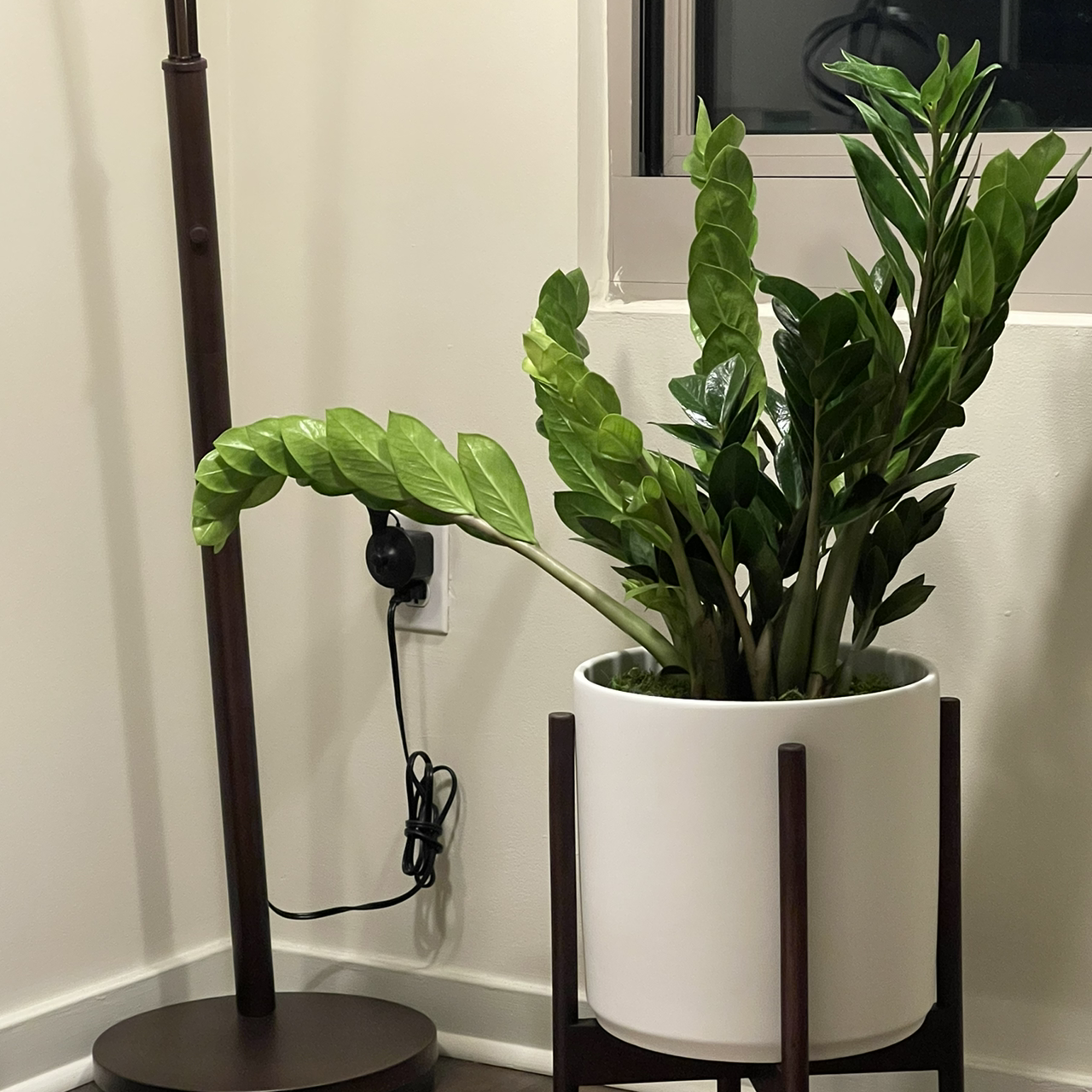 Zamioculcas Zamiifolia plant photo by @thiago named Zeze on Greg, the plant care app.