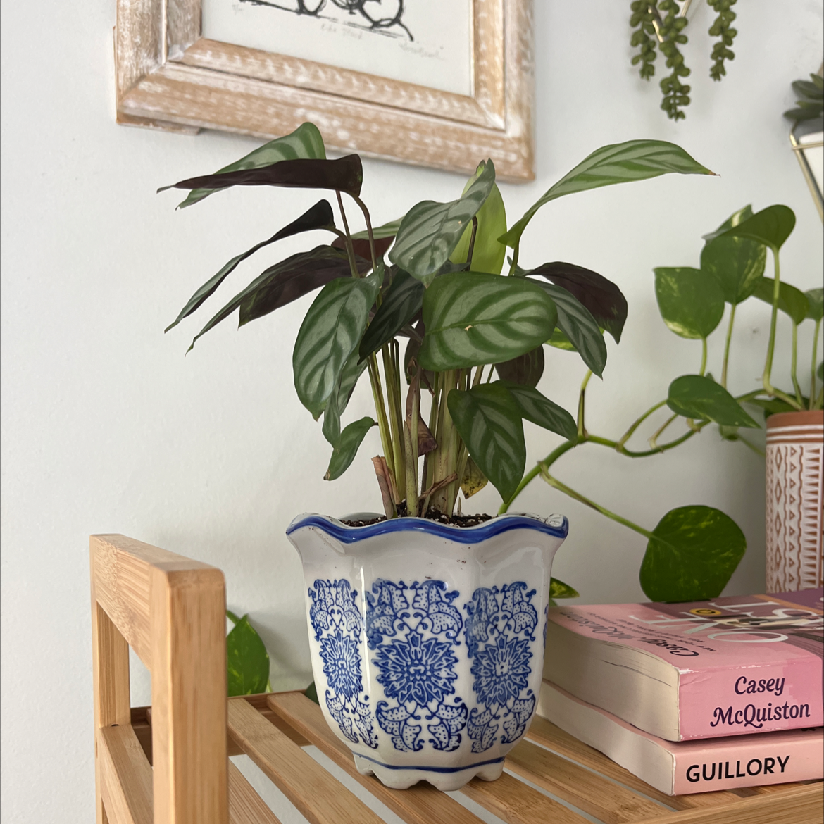 Never Never Plant 'Grey Star' in a decorative pot on a wooden shelf with books and another plant.