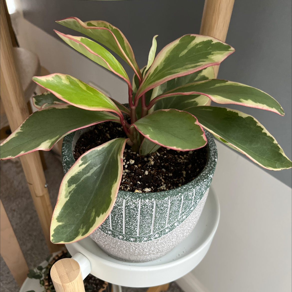 Peperomia 'Ginny' plant in a pot with vibrant green and pink-edged leaves.