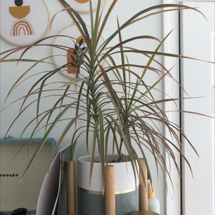 Photo of the plant species Dragon Tree by @cyndivb named Arnie Palmy on Greg, the plant care app