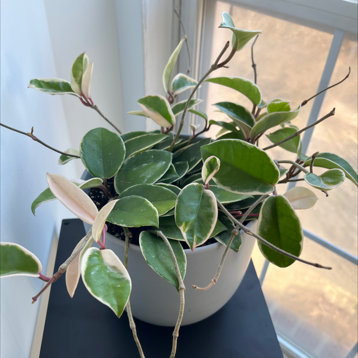 Hoya Krimson Queen plant in a white pot near a window with variegated leaves.