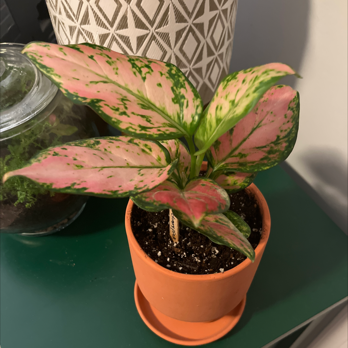 Aglaonema 'Pink Splash' plant in a terracotta pot with vibrant pink and green leaves.