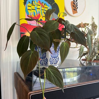 Philodendron Micans plant in Alexandria, Virginia