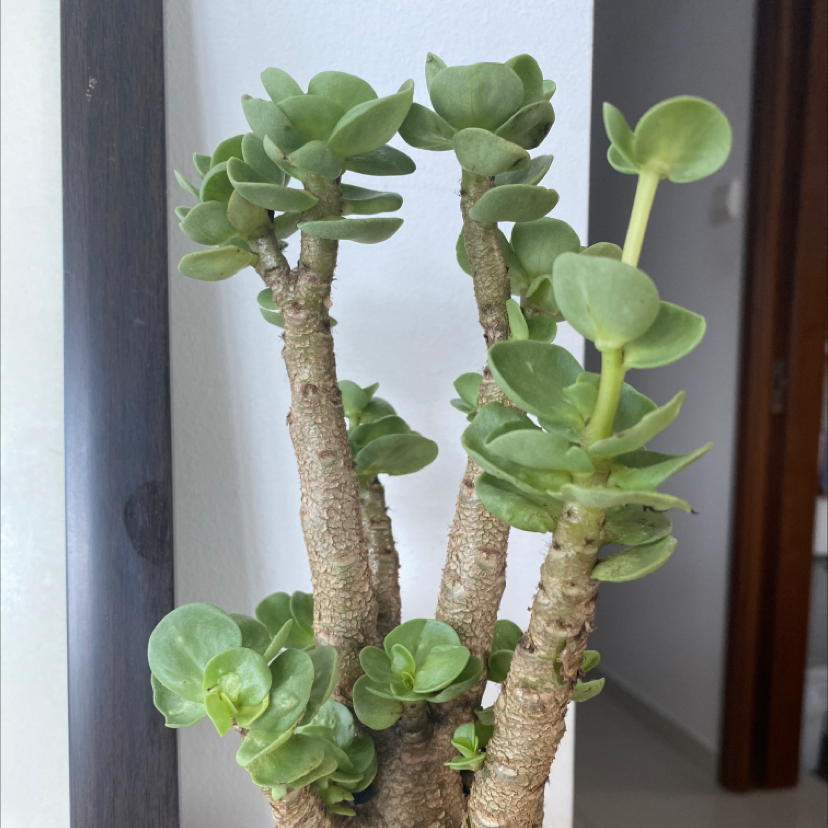 Healthy 'Ihi plant with thick, fleshy leaves and multiple stems.
