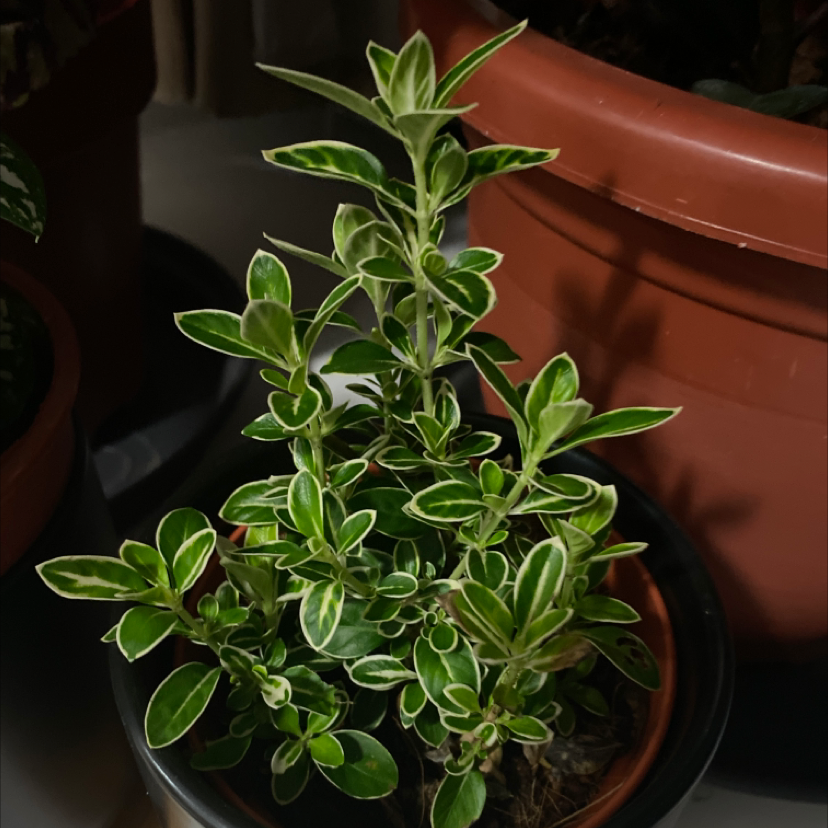 Photo of the plant species Snowrose by @sachin_agg named Elina on Greg, the plant care app