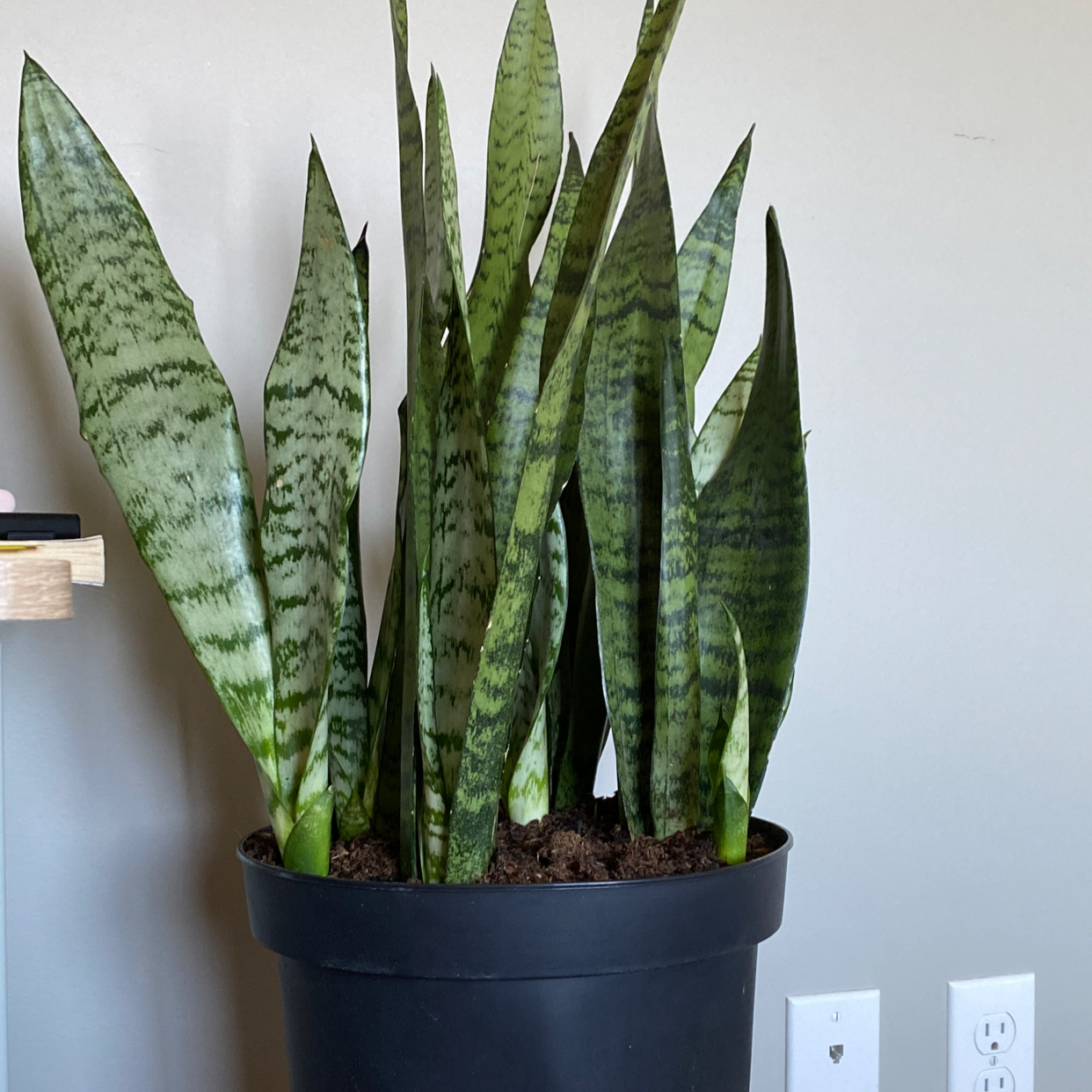 Snake Plant plant photo by @haileykemp named snake on Greg, the plant care app.