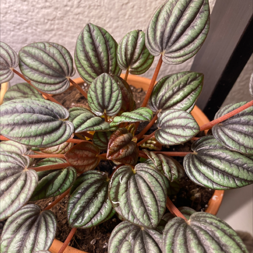 Emerald Ripple Peperomia plant photo by Bailey named Gobi on Greg, the plant care app.