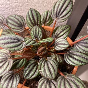 Emerald Ripple Peperomia plant photo by Bailey named Gobi on Greg, the plant care app.