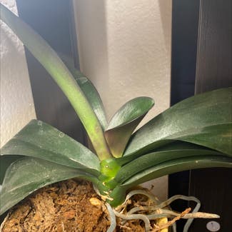 Phalaenopsis Orchid plant in Sacramento, California