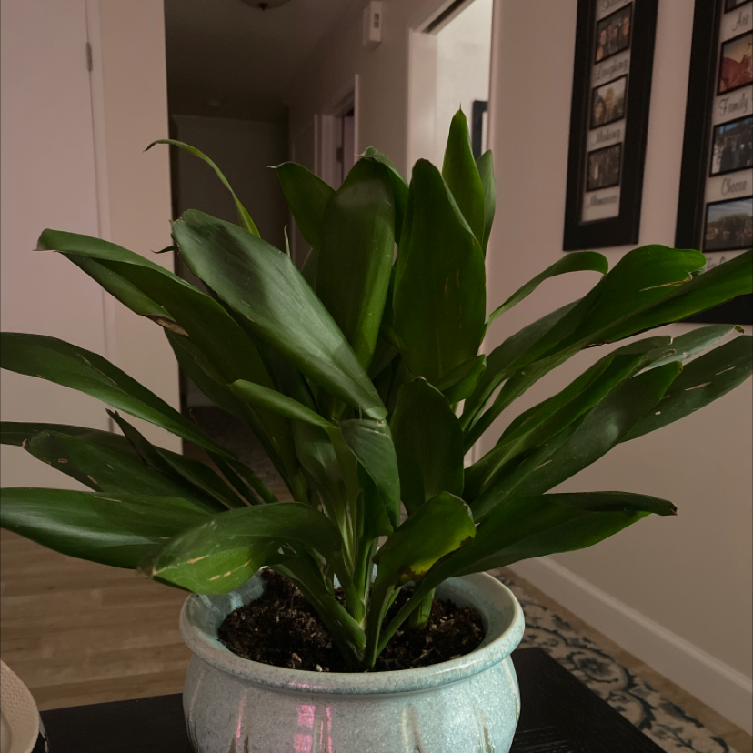 Dracaena 'Janet Craig Compacta' plant photo by Bailey named Corny on Greg, the plant care app.
