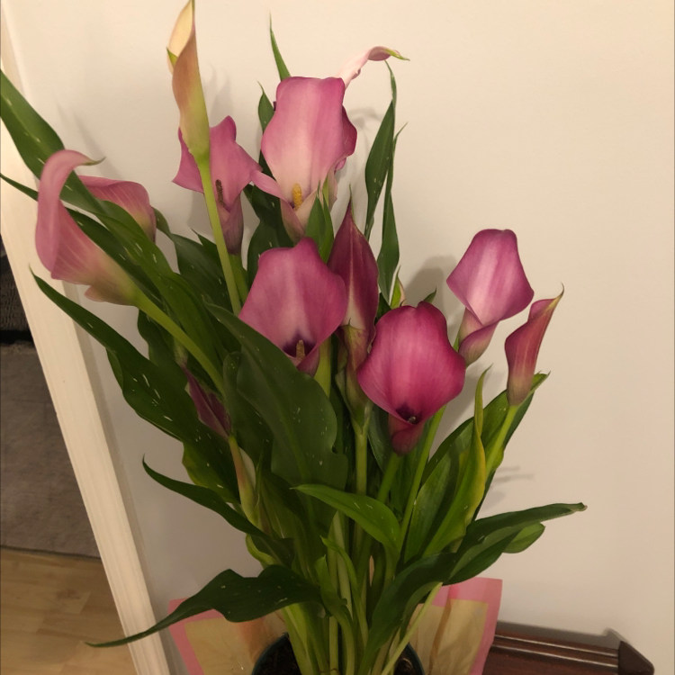 A healthy potted Calla Lily plant in full bloom with several vibrant pink and white trumpet-shaped flowers and lush green leaves.