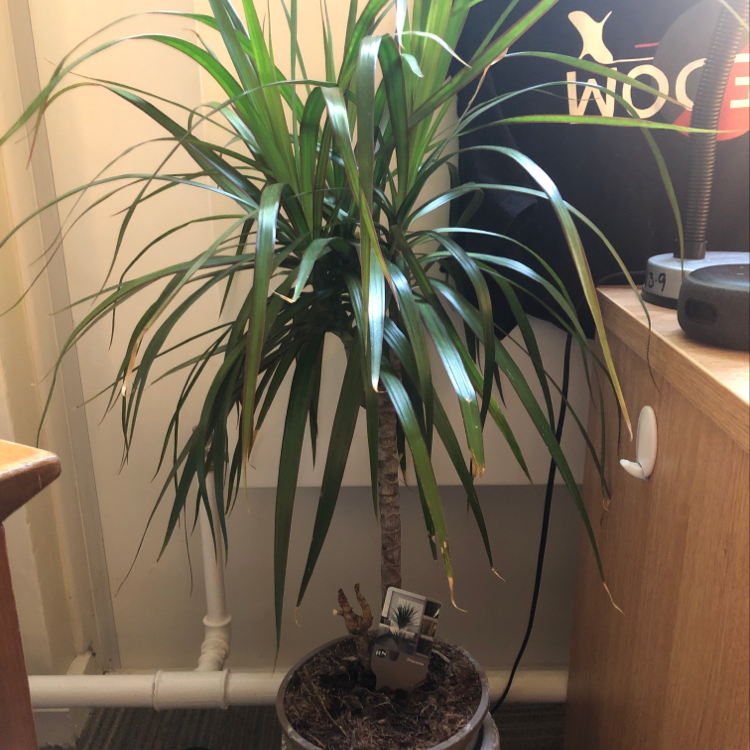 Potted Magenta Dragon Tree with long, narrow green leaves and slight yellowing at the tips.