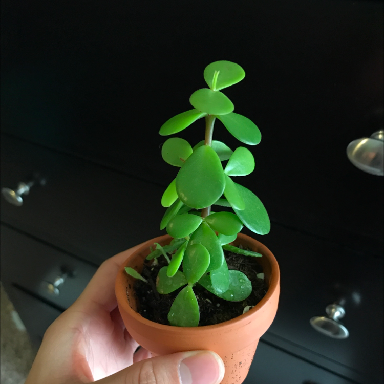 Elephant Bush plant photo by @axc named Orpheus on Greg, the plant care app.
