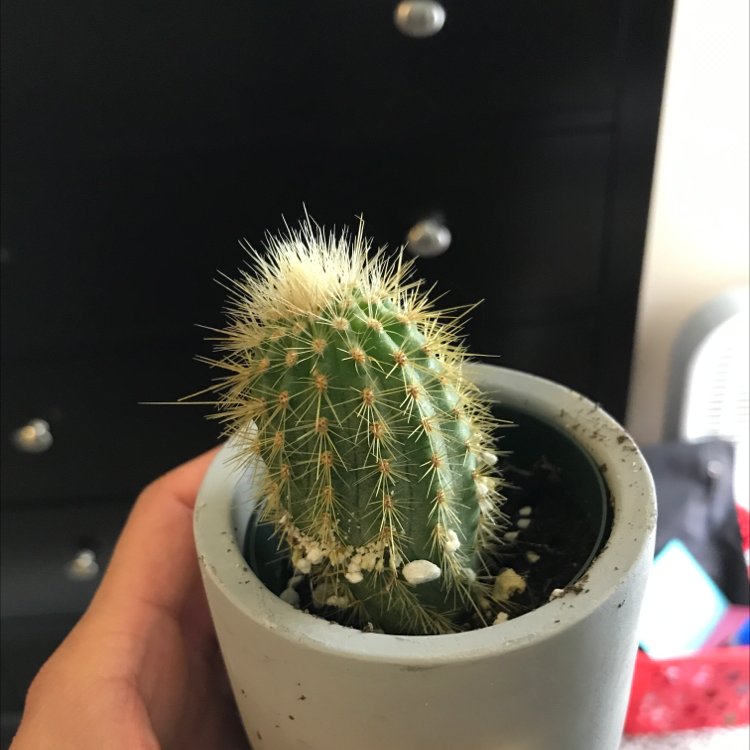 Golden Barrel Cactus plant photo by @axc named Peter on Greg, the plant care app.
