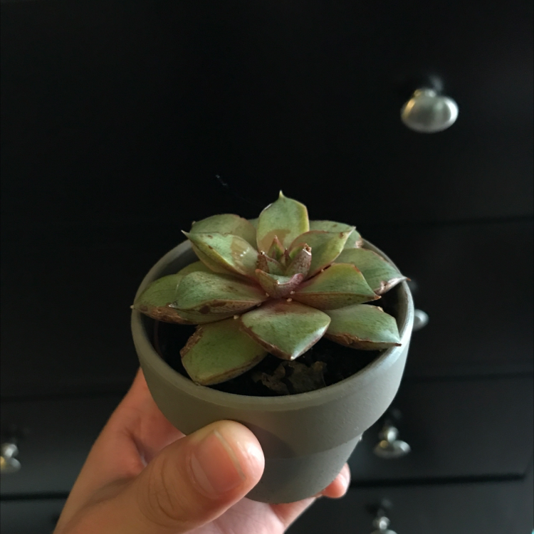 Lipstick Echeveria plant photo by @axc named June on Greg, the plant care app.
