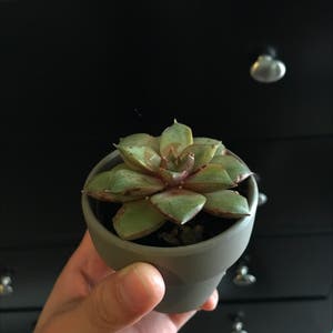 Lipstick Echeveria plant photo by @axc named June on Greg, the plant care app.