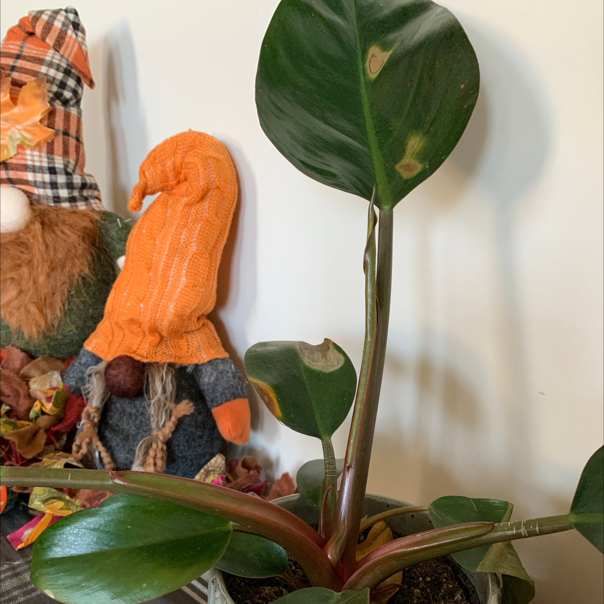 Philodendron 'Red Congo' plant photo by @RinnyK named Congo on Greg, the plant care app.