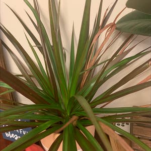 Song of India plant photo by @RinnyK named Draco on Greg, the plant care app.
