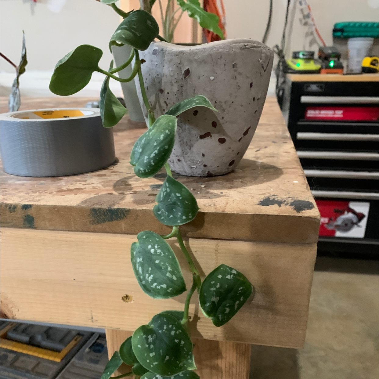 Satin Pothos plant photo by @RinnyK named Mycroft on Greg, the plant care app.