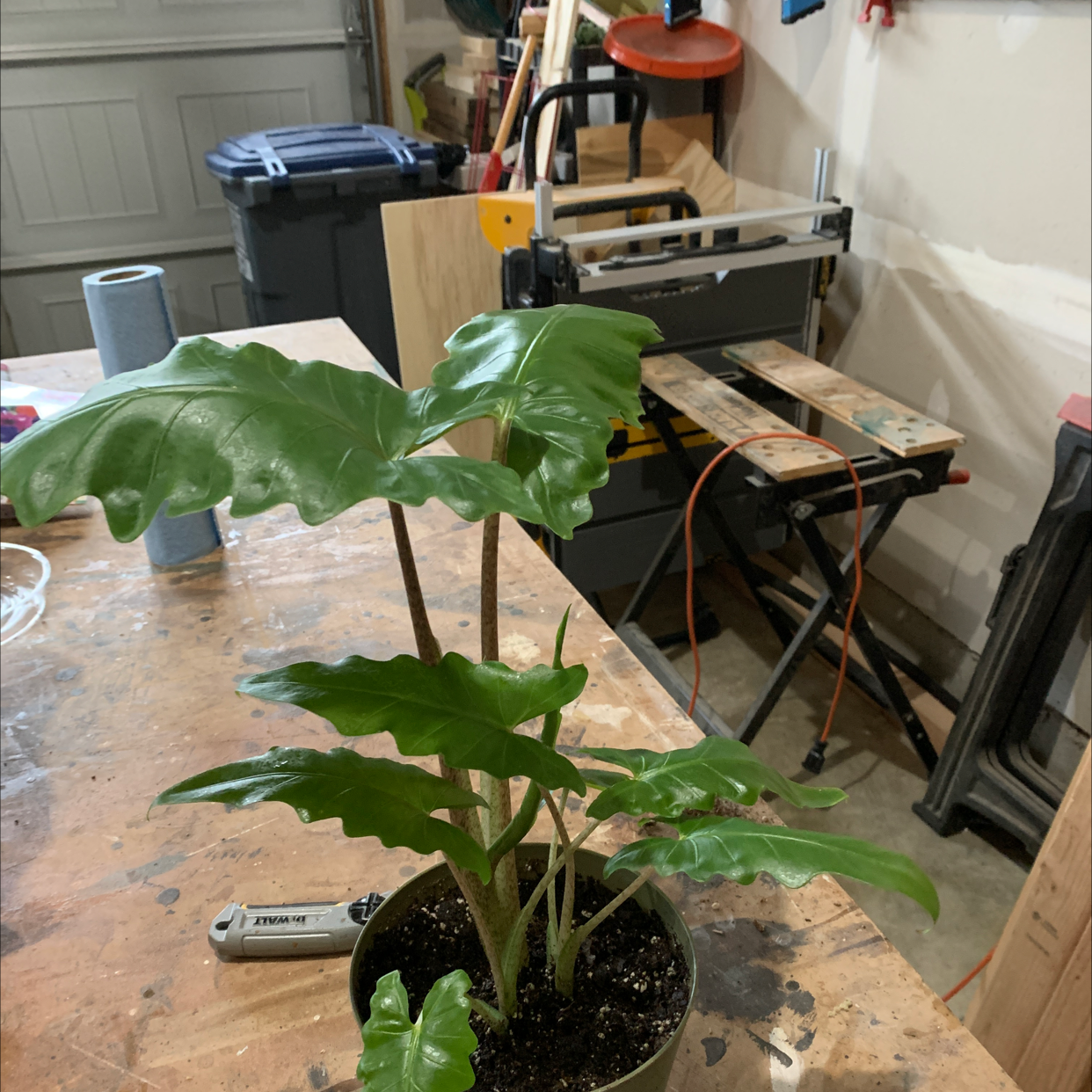 Malaysian Monster plant photo by @RinnyK named Mando on Greg, the plant care app.
