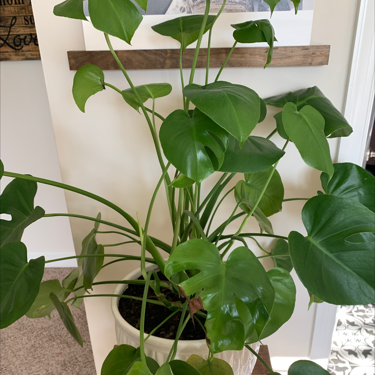 Monstera plant photo by @RinnyK named Monty on Greg, the plant care app.