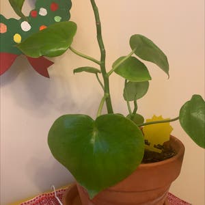 Raindrop Peperomia plant photo by @RinnyK named Rain on Greg, the plant care app.