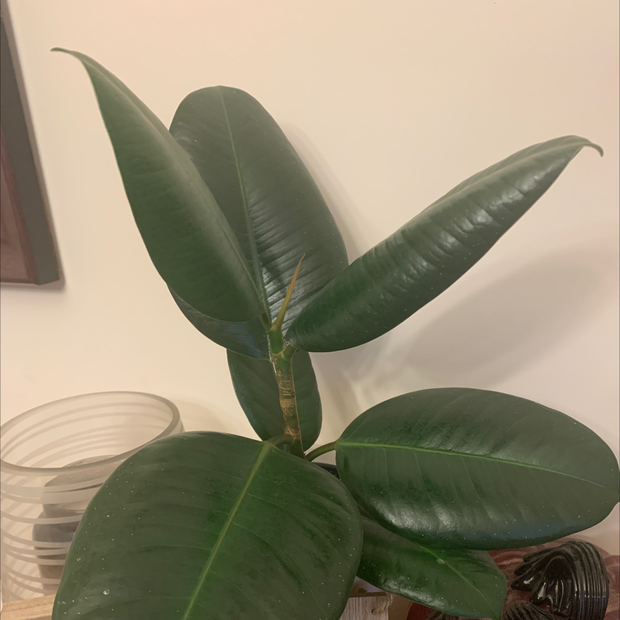Rubber Plant plant photo by @RinnyK named TonT on Greg, the plant care app.