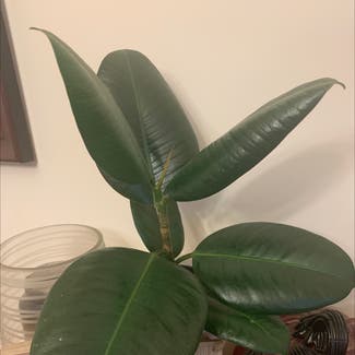 Rubber Plant plant in Round Hill, Virginia