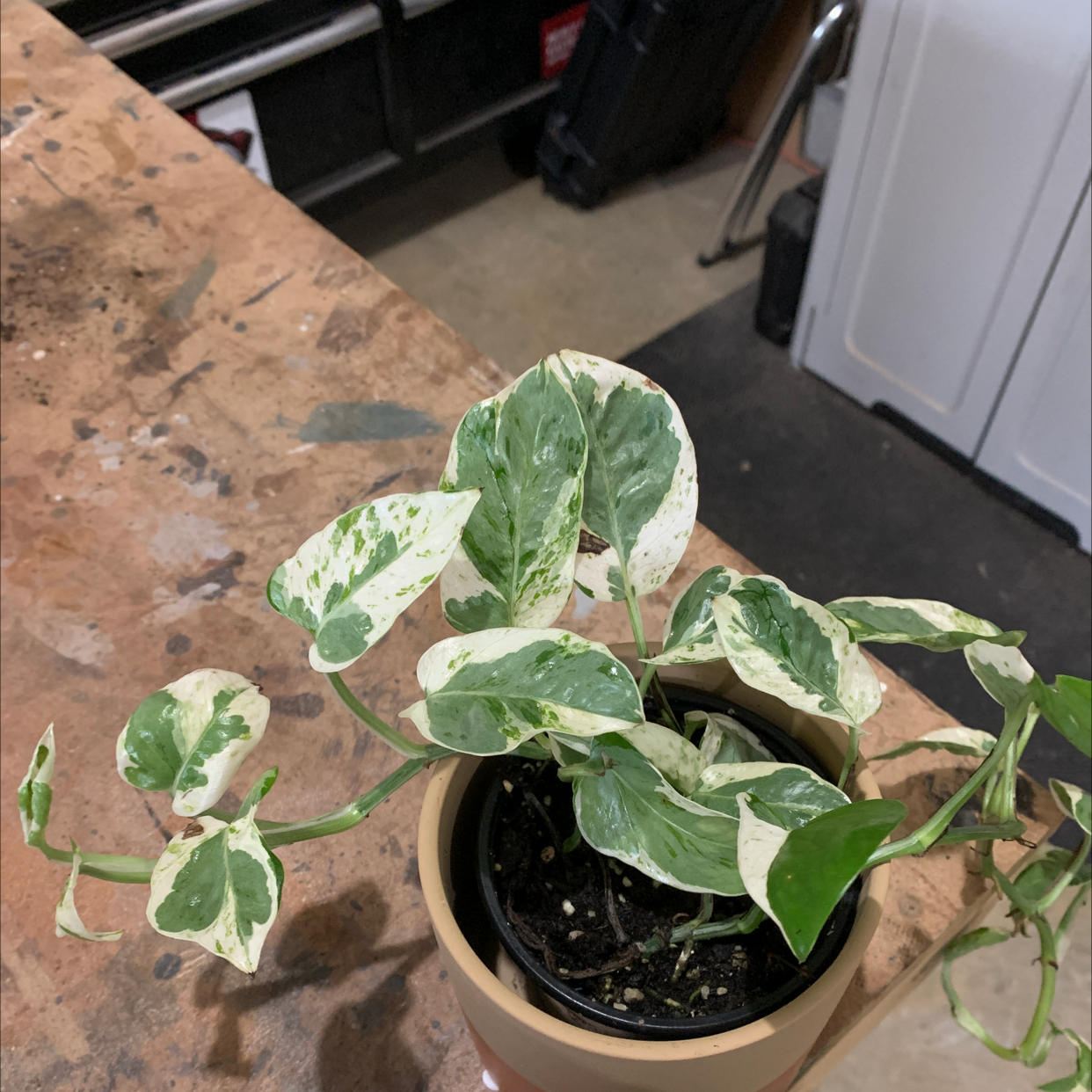 Pearls and Jade Pothos plant photo by @RinnyK named Pearl on Greg, the plant care app.
