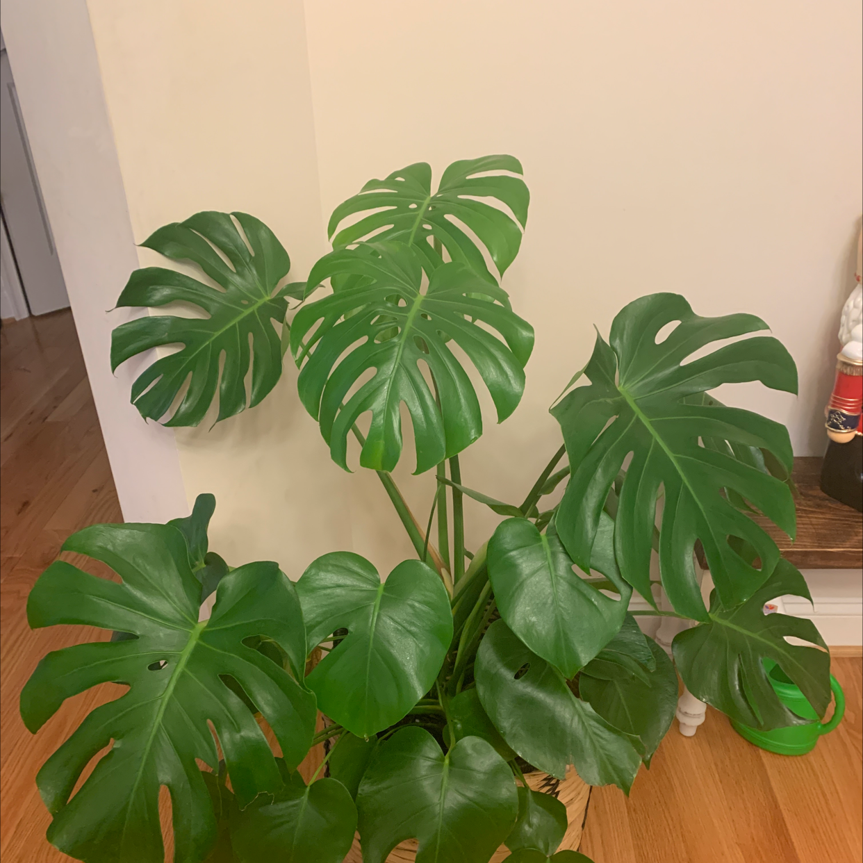 Monstera plant photo by @RinnyK named Montell on Greg, the plant care app.