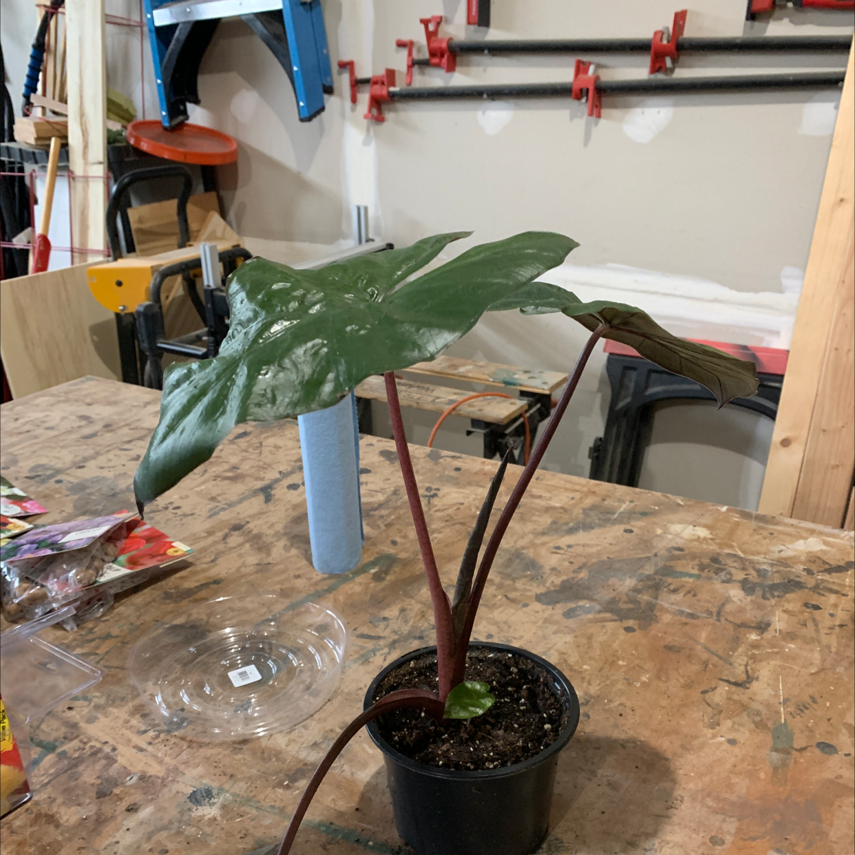 Taro plant photo by @RinnyK named Ruby on Greg, the plant care app.