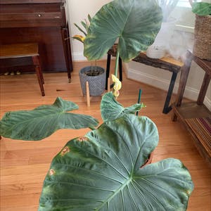 Taro plant photo by @RinnyK named Ally on Greg, the plant care app.