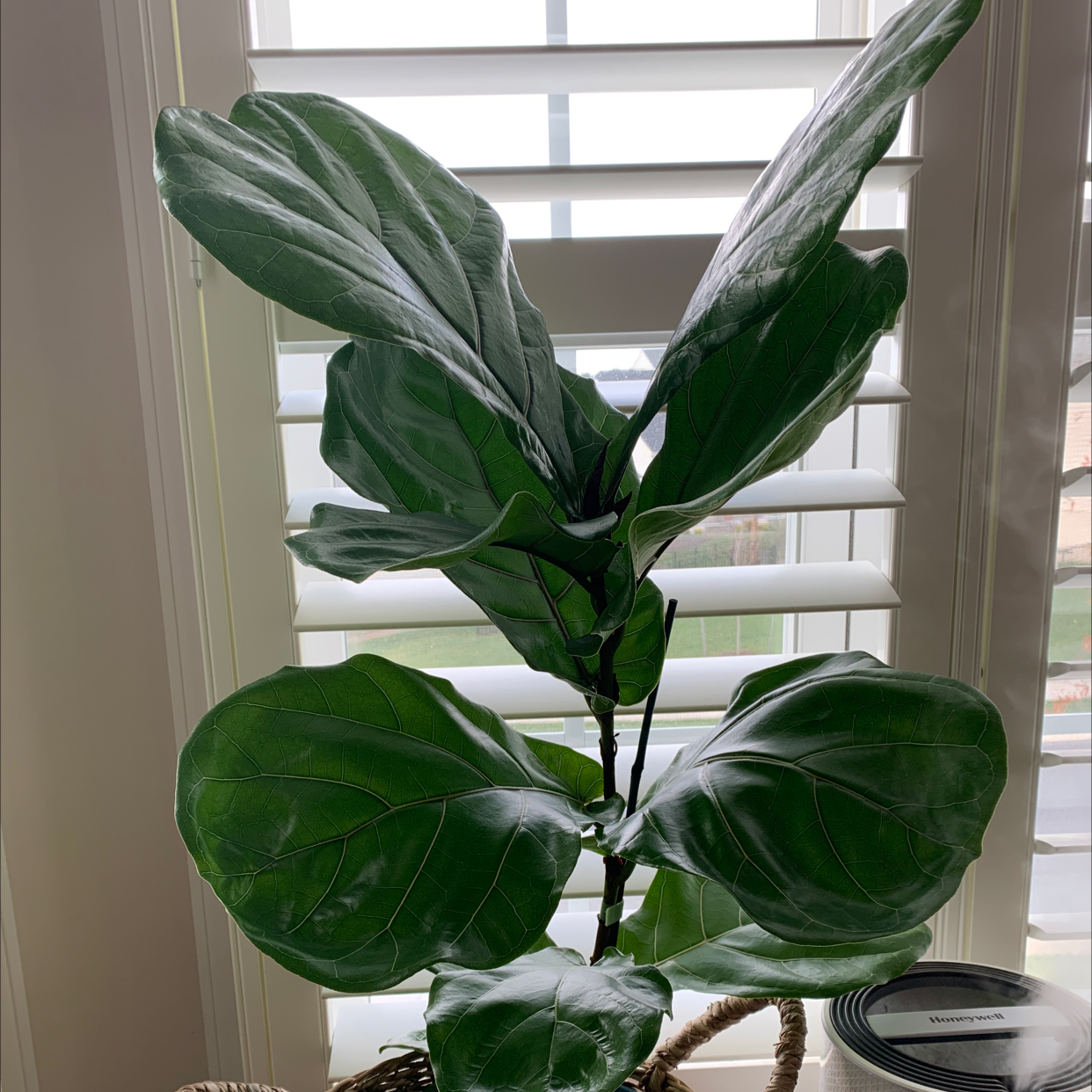 Fiddle Leaf Fig plant photo by @RinnyK named Fig Poppa on Greg, the plant care app.