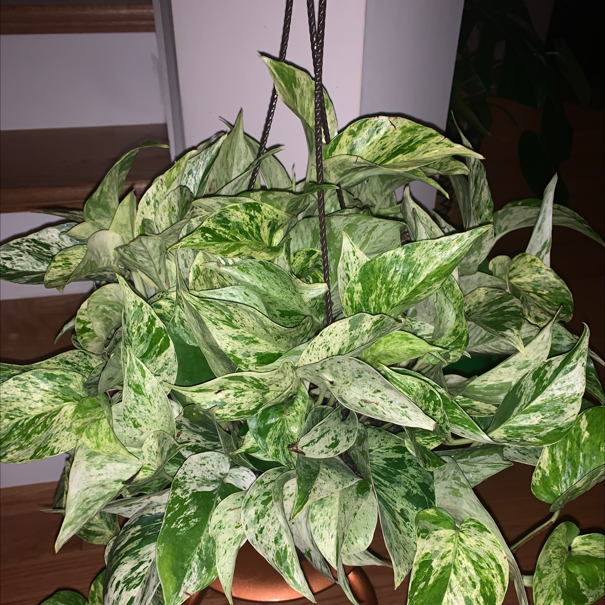 Marble Queen Pothos plant photo by @RinnyK named Eve-ah on Greg, the plant care app.