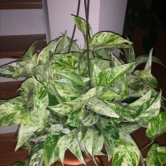 Marble Queen Pothos plant in Round Hill, Virginia