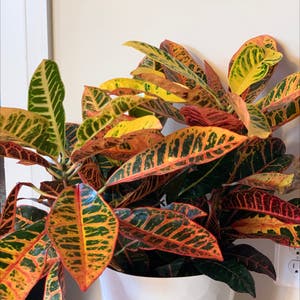 Luna Croton plant photo by @RinnyK named Croter on Greg, the plant care app.